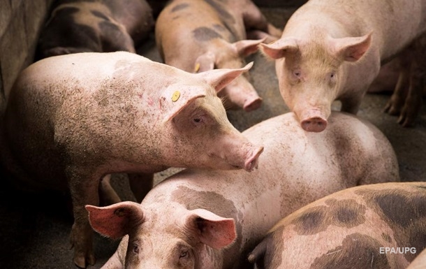 Французькі вчені відновили клітини мертвих свиней