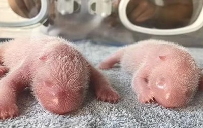 У Китаї народилися гігантські панди-близнюки