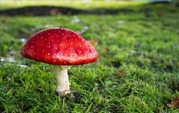 У МОЗ повідомили про кількість випадків отруєння грибами цього року