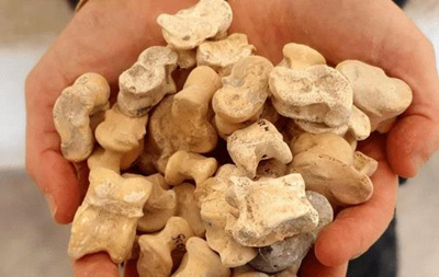 В Ізраїлі знайшли кістки тварин, які використовувалися для ігор та пророцтв