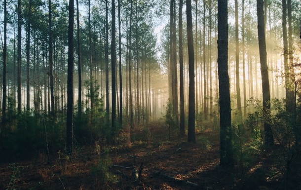 Набуло чинності рішення РНБО про захист та використання лісів