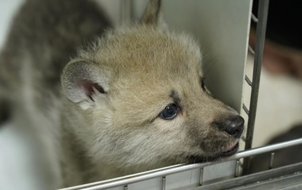 У Китаї народився перший у світі клонований вовк