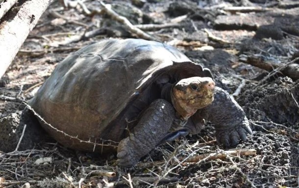 Виявлено черепаху, вид якої вимер 100 років тому.