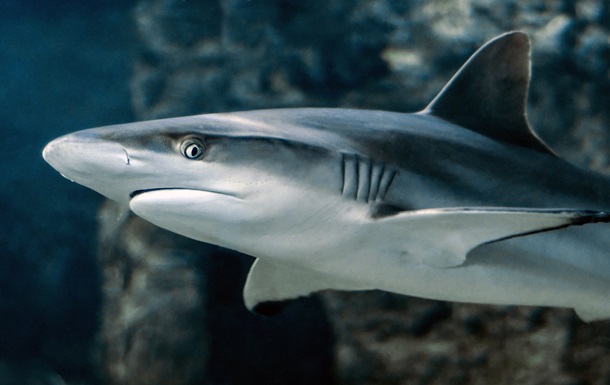 На дні Індійського океану виявили гігантський цвинтар акул