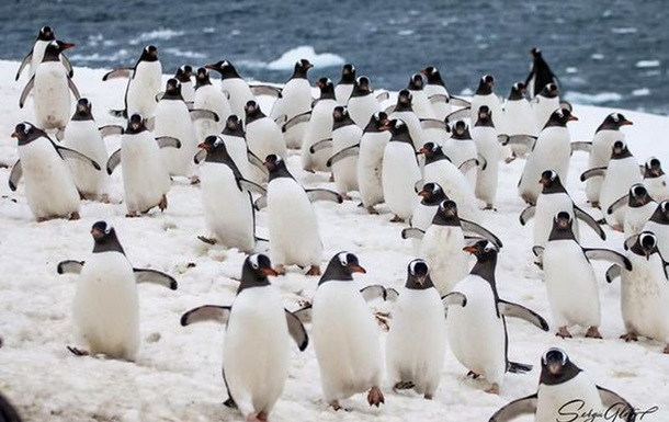 Біля української антарктичної станції масово селяться пінгвіни