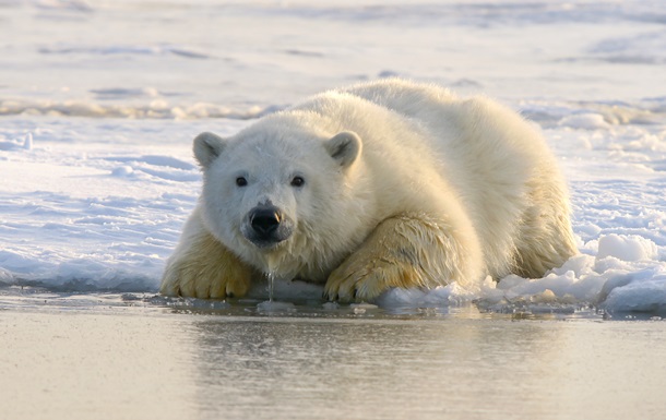 На Алясці білий ведмідь розірвав маму з дитиною