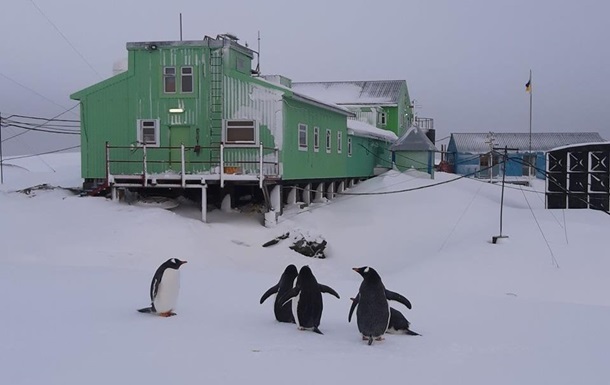На станції Вернадського пожартували про  нашестя пінгвінів 