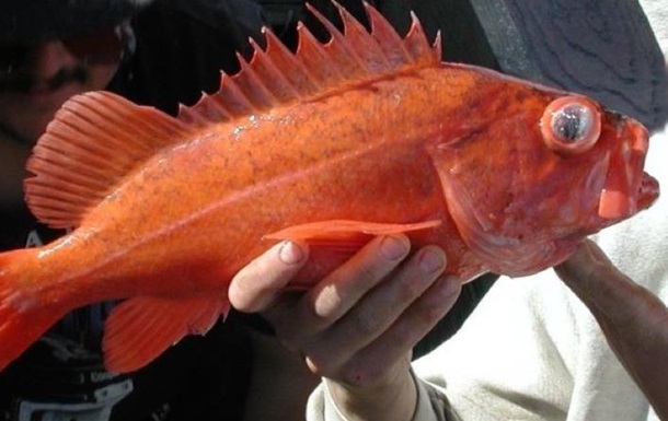 У Новій Зеландії виявлено  рибу-маршмелоу 