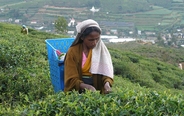 У Шрі-Ланці на 16% знизилося виробництво чаю