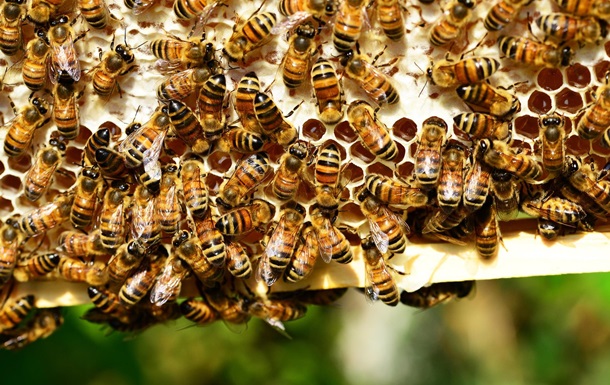 У США схвалили першу у світі вакцину для медоносних бджіл