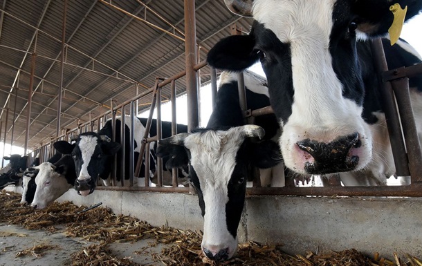 Китайські вчені клонували трьох корів голштинської породи