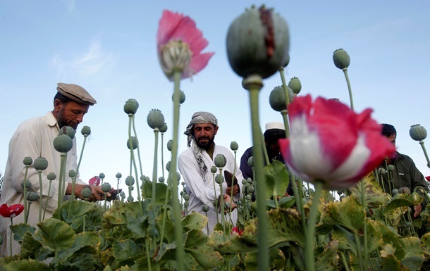 Таліби почали знищувати макові поля в Афганістані