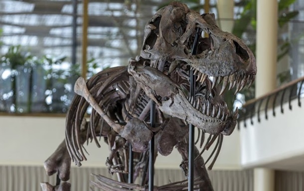 У Швейцарії з молотка піде рідкісний скелет тиранозавра