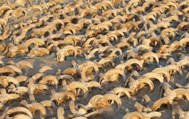 У Єгипті знайшли понад дві тисячі муміфікованих баранячих голів