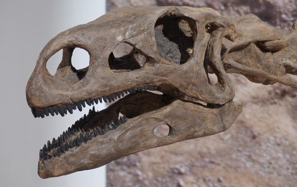 Археологи виявили череп динозавра віком майже 100 млн років