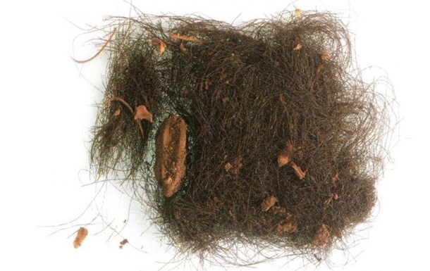 У волоссі мешканців бронзового віку виявили галюциногенні речовини