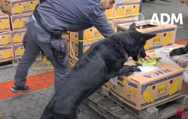 У порту Італії пес допоміг виявити майже три тонни кокаїну 