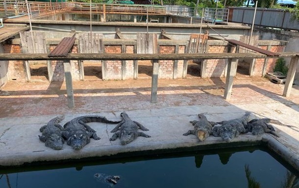 Відірвали руки: 40 крокодилів вбили власника ферми
