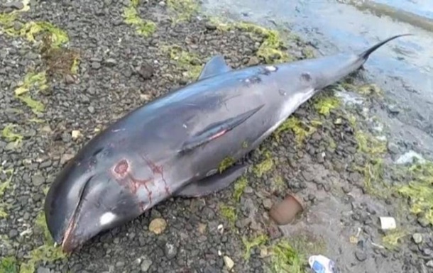 Біля Керчі на узбережжя викинуло мертвих дельфінів
