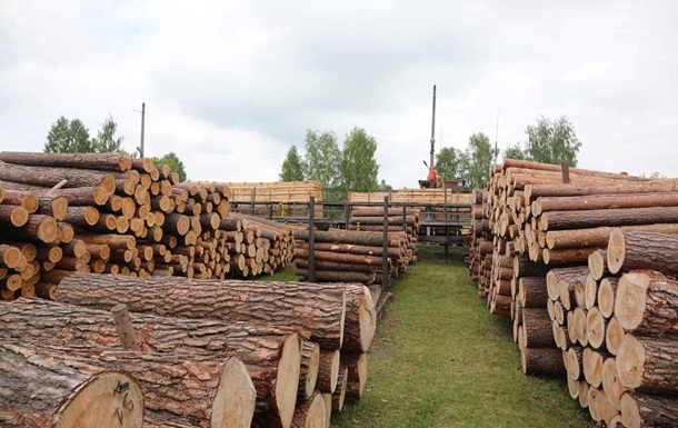 На Чернігівщині директора лісгоспу підозрюють у вирубках на 39 млн гривень