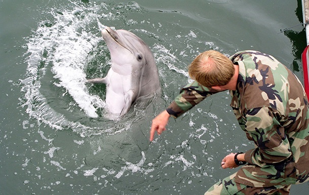Розвідка озвучила мету розміщення росіянами бойових дельфінів у Севастополі