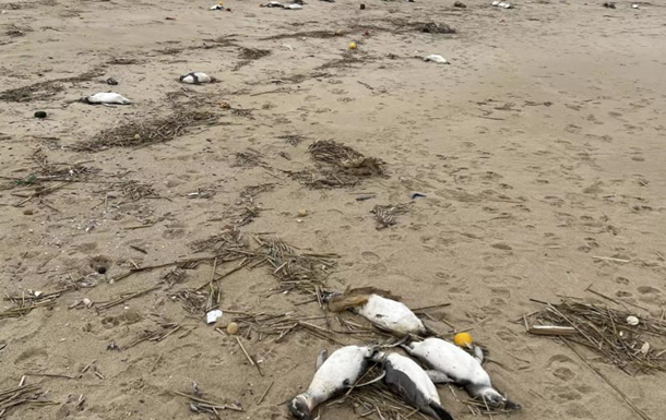 Майже дві тисячі мертвих пінгвінів виявили на узбережжі Уругваю