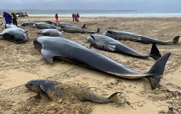 У Шотландії викинулись на берег понад 50 китів-гринд
