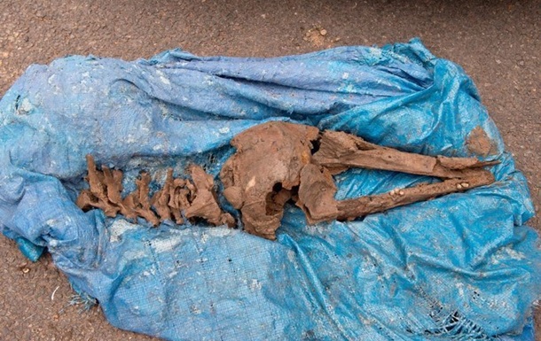 У Шотландії знайшли кістки дельфіна віком вісім тисяч років