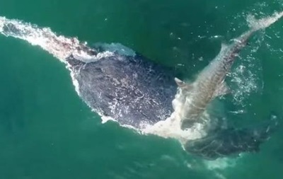 З явилося відео, як пів сотні акул накинулися на кита