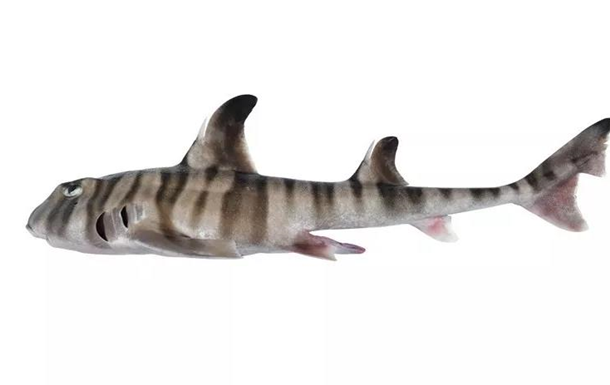 В Австралії виявлено новий химерний вид акул