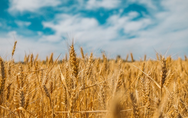 Єгипет уклав з РФ приватну угоду на купівлю півмільйона тонн пшениці - ЗМІ