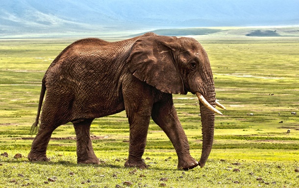 Розкрито причину раптової загибелі слонів в Африці