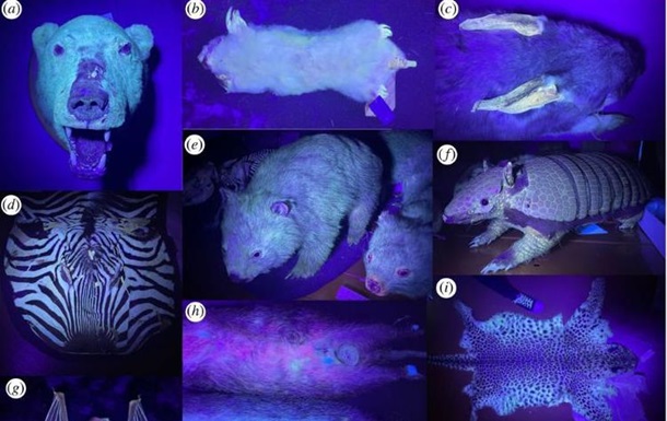 Виявлено 125 видів ссавців, які світяться під ультрафіолетом