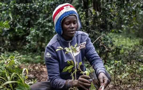 Кенія оголосила вихідний, щоб посадити мільйони дерев