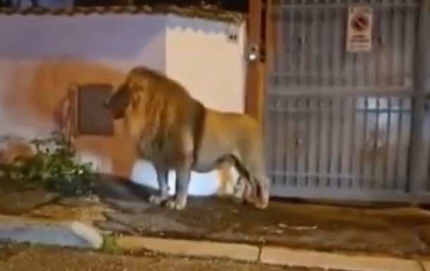 В Італії лев-утікач блукав вулицями міста
