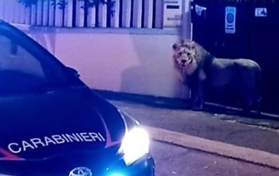 В Італії лев втік з цирку і годинами розгулявав містом