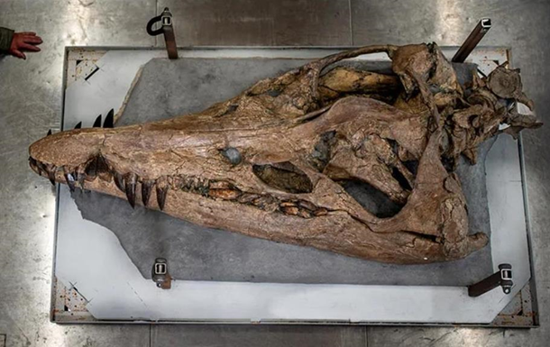 В Англії вчені зняли зі скелі гігантський череп пліозавра