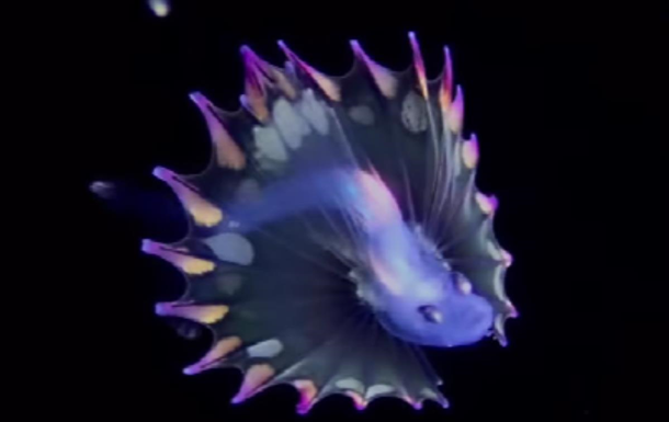 Найкрасивіша в океані: з явилося відео унікальної риби
