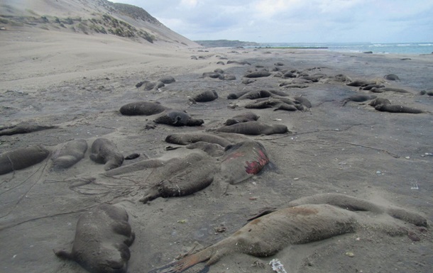 В Аргентині через пташиний грип загинули дитинчата морських слонів