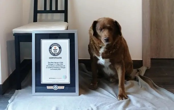 Португальського пса Бобі позбавили статусу найстарішого собаки світу
