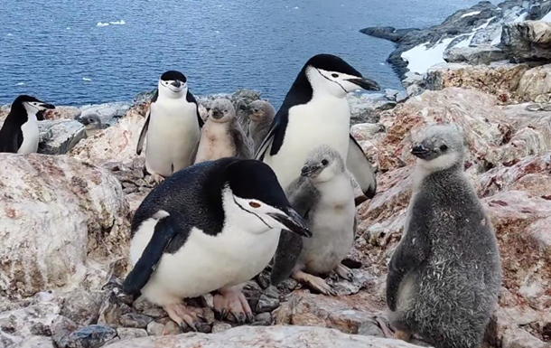 Українські полярники показали дитинчат антарктичних пінгвінів
