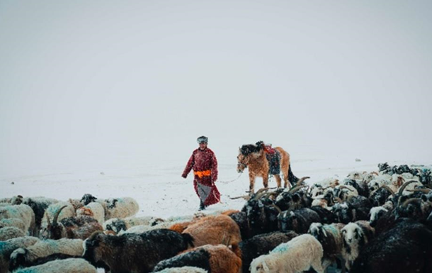 У Монголії через сувору зиму загинули майже п ять мільйонів тварин 