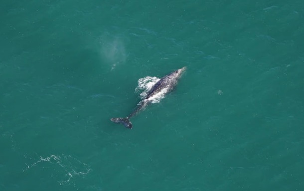 Вчені вперше за 200 років помітили сірого кита в Атлантичному океані