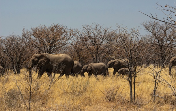 Ботсвана погрожує Німеччині слонами - ВВС