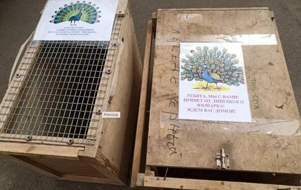 Російський зоопарк відправив на війну в Україну двох павичів