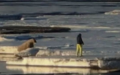 У Норвегії туриста-поляка оштрафували за близький підхід до моржа