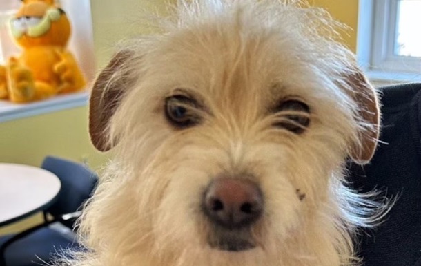 У США знайшли собаку, яка зникла дев’ять місяців тому