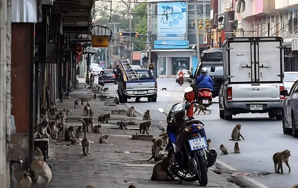У Таїланді сотні мавп влаштували розбірки