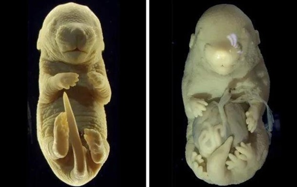 Вчені створили ембріон миші з шістьма кінцівками