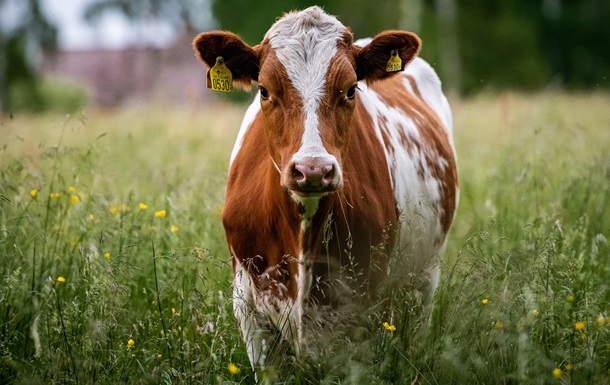 Жителям Франції можуть заборонити скаржитися на мукання корів